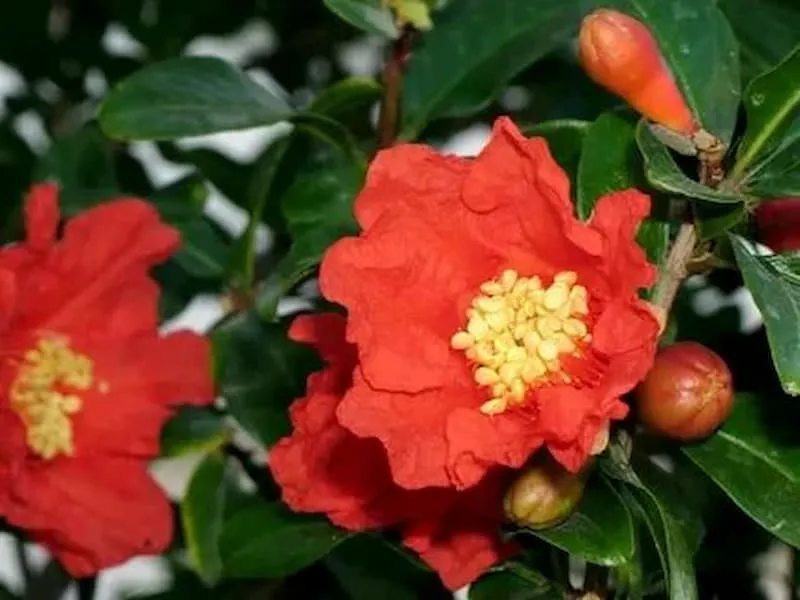 قیمت و خرید گلنار فارسی برای لاغری + فروش ارزان
