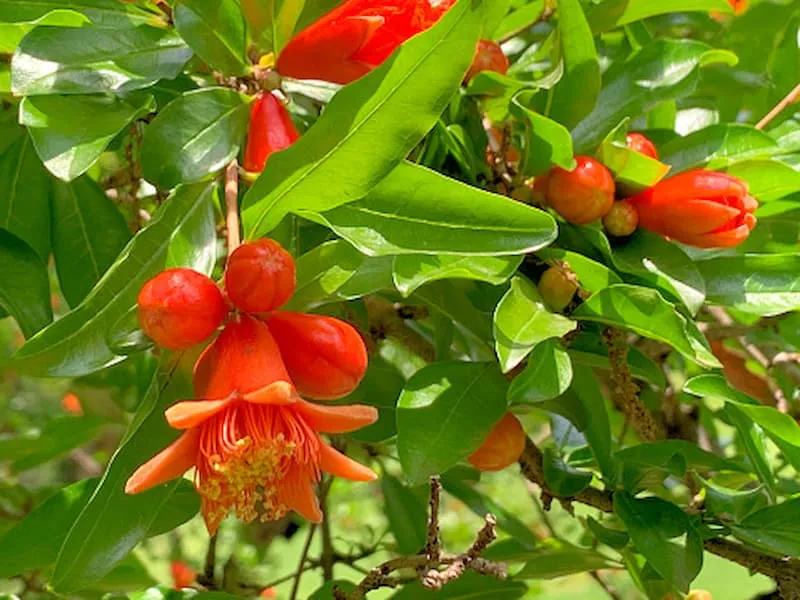 خواص گلنار فارسی برای رحم | قیمت مناسب خرید عالی