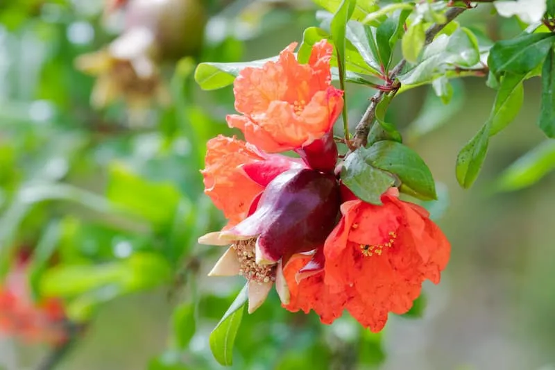 خرید و قیمت گلنار فارسی برای قطع پریود