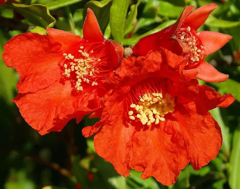 خرید و قیمت گلنار فارسی برای قطع پریود