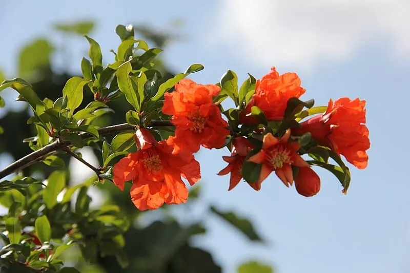 قیمت و خرید گلنار فارسی برای لاغری + فروش ارزان