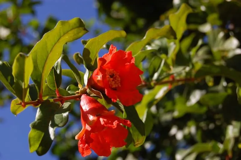 خرید و قیمت گلنار فارسی برای قطع پریود