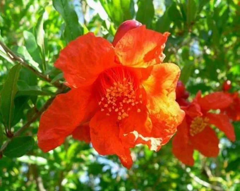 قیمت و خرید گلنار فارسی برای لاغری + فروش ارزان
